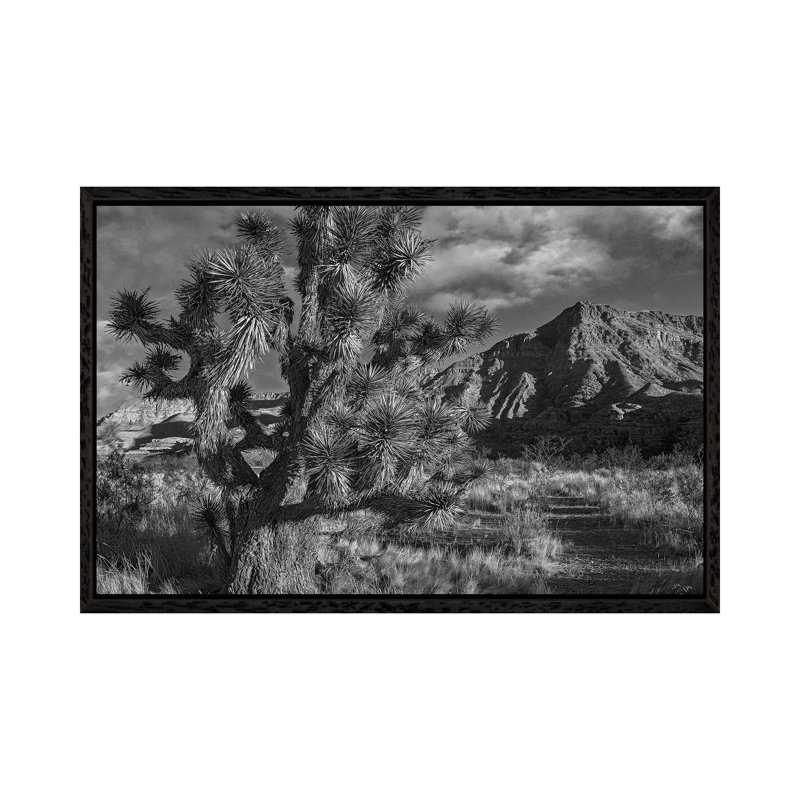 Joshua Tree And The Virgin Mountains, Arizona by Tim Fitzharris - Gallery-Wrapped Canvas Giclée on Canvas, Black Framed