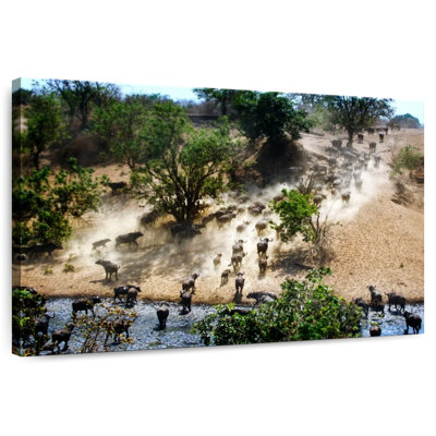 Cape Buffalo In Chitake Springs