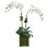 Phalaenopsis Orchids in Glass Cube Vase