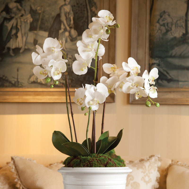 Conservatory Orchid Drop-In, 23" H x 6.5" W x 6.5" D