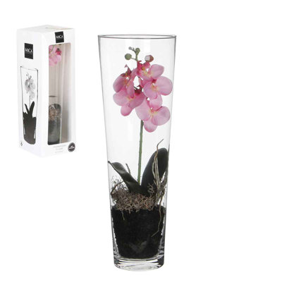 Phalaenopsis 50cm Plant