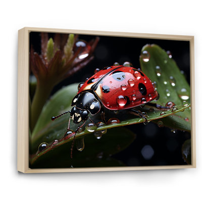 " Rainy Ladybugs Lullaby I "