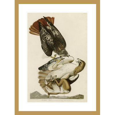 «Red-Tailed Hawk» par John James Audubon, impression giclée sur cadre