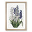 Hyacinth Flowers by R.J. Thornton - Framed Print-55578606-55578607