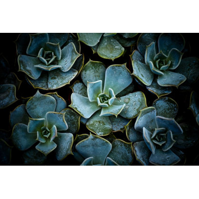 Color of Cactus - Photographie sur toile tendue