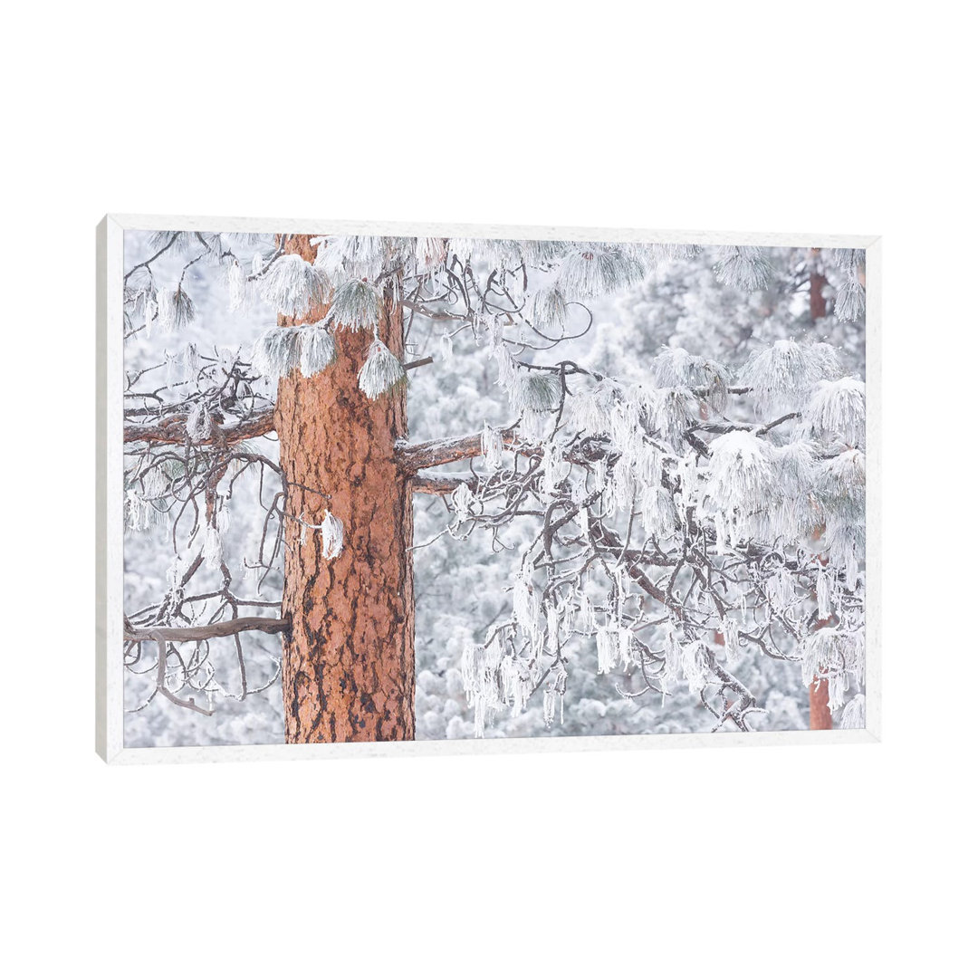 Wind-blown Frosted Snow On Trees, Mt. Hood National Forest, Oregon von Stuart Westmorland - Gallery-Wrapped Canvas Giclé...