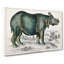 Rhinoceros Illustration by Oliver Goldsmith - Wrapped Canvas Print-55323772