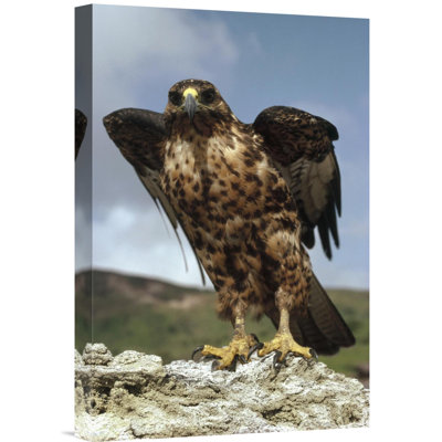 " Galapagos Hawk Perching On Rock, Isabella Island, Galapagos Islands, Ecuador "