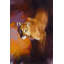 'Out of the Shadows' by Julie Chapman - Painting Print-1249154498-1340144415