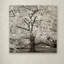 Alan Blaustein «Hampton Magnolia II», reproduction de photo sur toile tendue-21026868