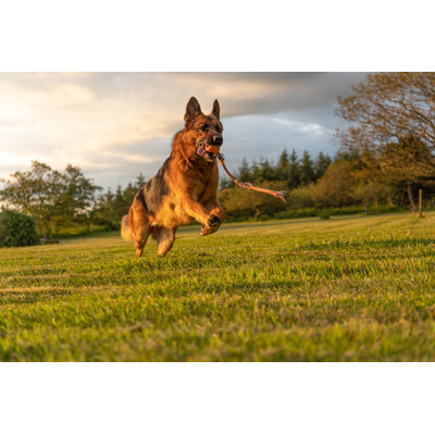 Berger allemand en action par Sasha Foxwalters