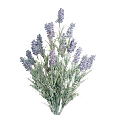 Mauve Lavender