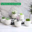 Ceramic Planter