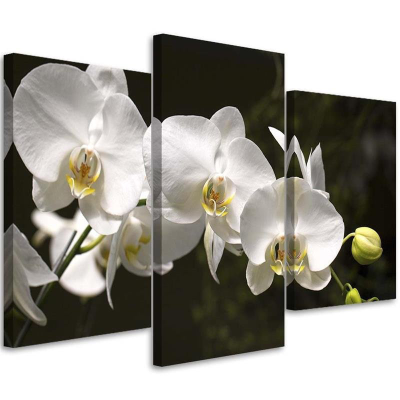 Leinwandbild Orchid Flowers Nature White