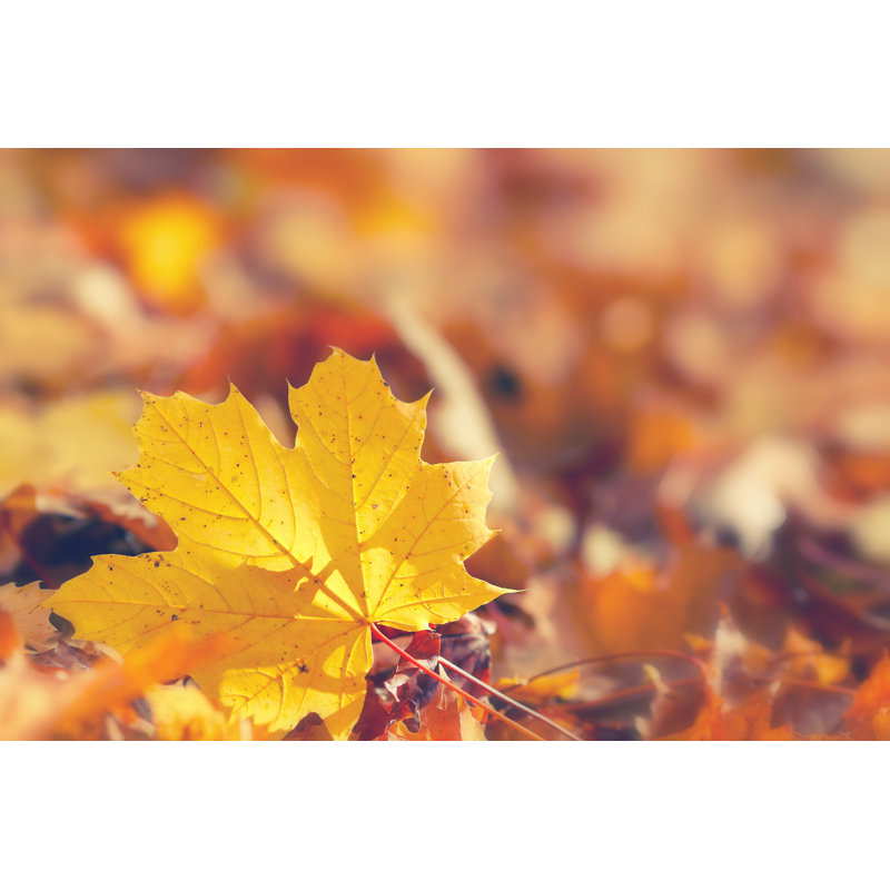 Fall Foliage - Wrapped Canvas Print, 51cm H x 76cm W x 3.8cm D