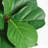 6FT Artificial Fiddle Leaf Fig Plant with Black Pot