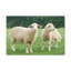 No Frame Print on Canvas-442737300