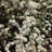 3 gal. Spirea Reeves