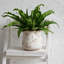 Pot en céramique de 6,11 pouces avec trou de drainage: style rétro, glacis craquelé, un choix charmant pour les plantes d'intérieur