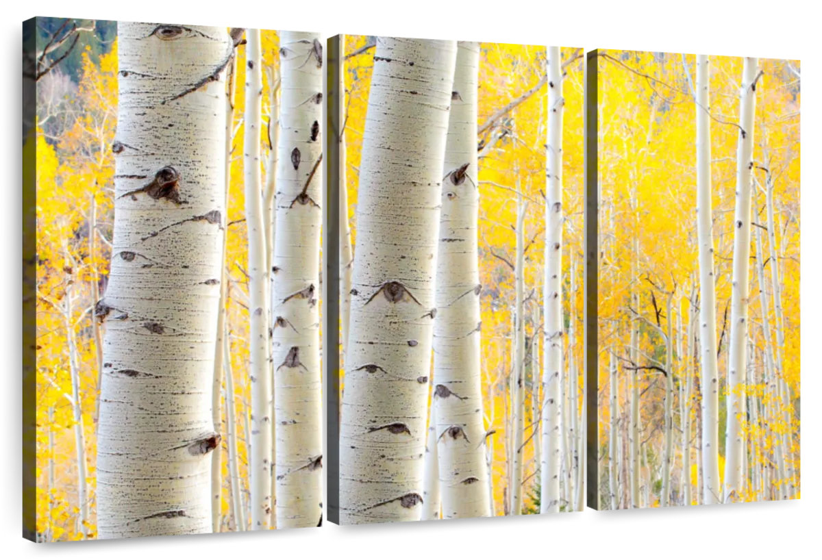 Millwood Pines Alvord White Birch Tree Trunks | Wayfair