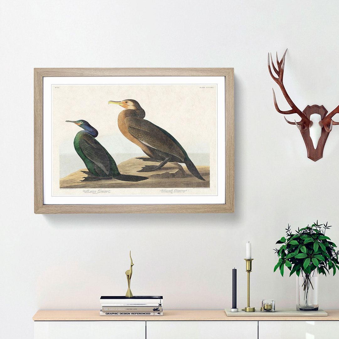 Cormorant Birds by John James Audubon - Picture Frame Painting Print
