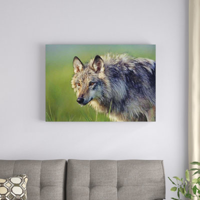" Gray Wolf "