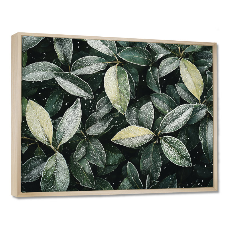 «Iqra Evergreen Leaves In Snow III» - feuilles, art mural grand, H 34 po x l 44 po, Impression encadrée flottante