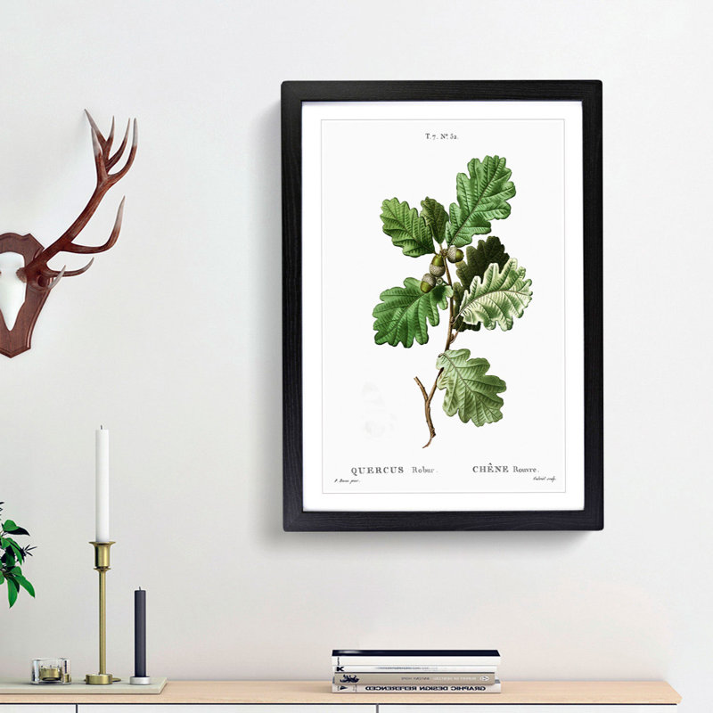 Oak Tree by Pierre-Joseph Redoute - Framed Print, 65cm H x 48cm W x 2cm D, Black Framed