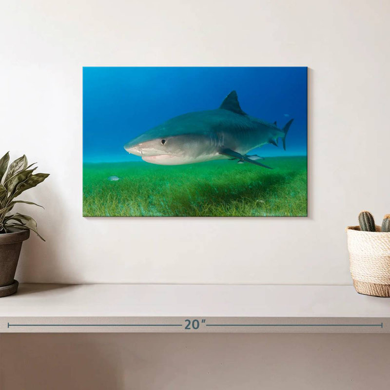 Requin-taupe brun sur l'herbe de mer, H 8 po x l 12 po