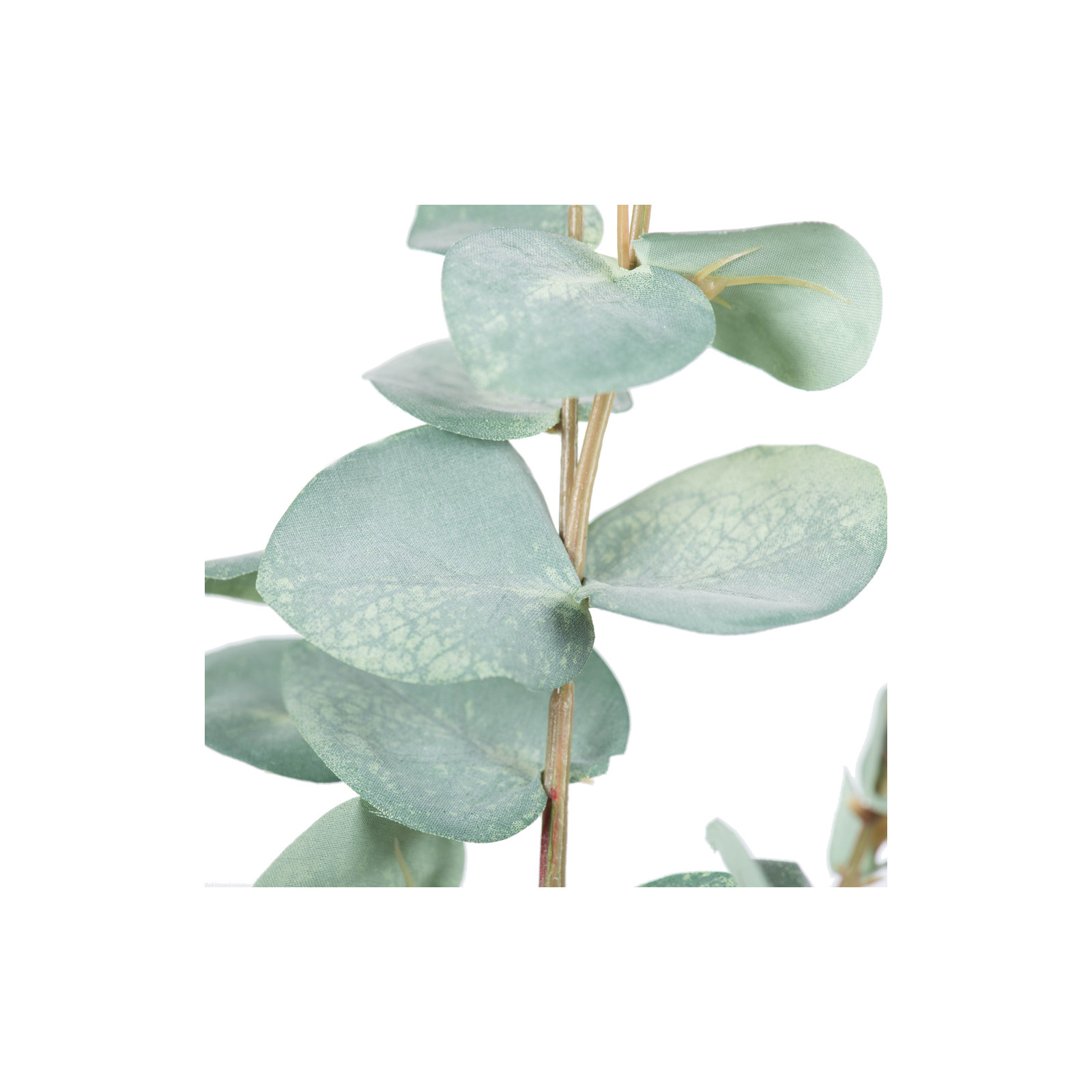 Eucalyptus Spray