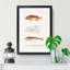 Fish Illustrations PL. 2 by Charles d' Orbigny - Picture Frame Graphic Art Print-55609239-55609240