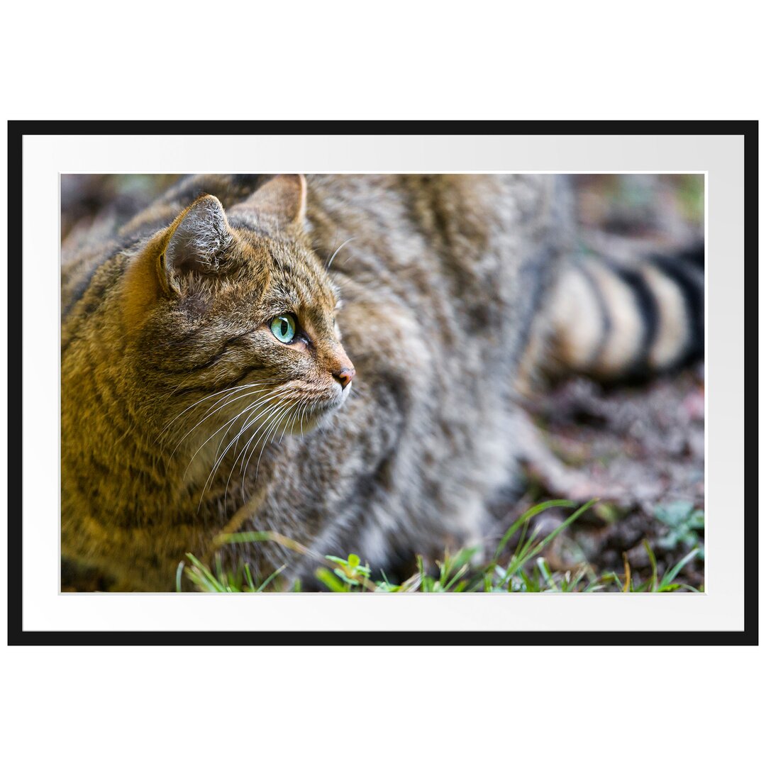 Gerahmtes Poster Kleine Manul im Gras