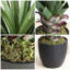 Agave plante artificielle avec pot-1812507840