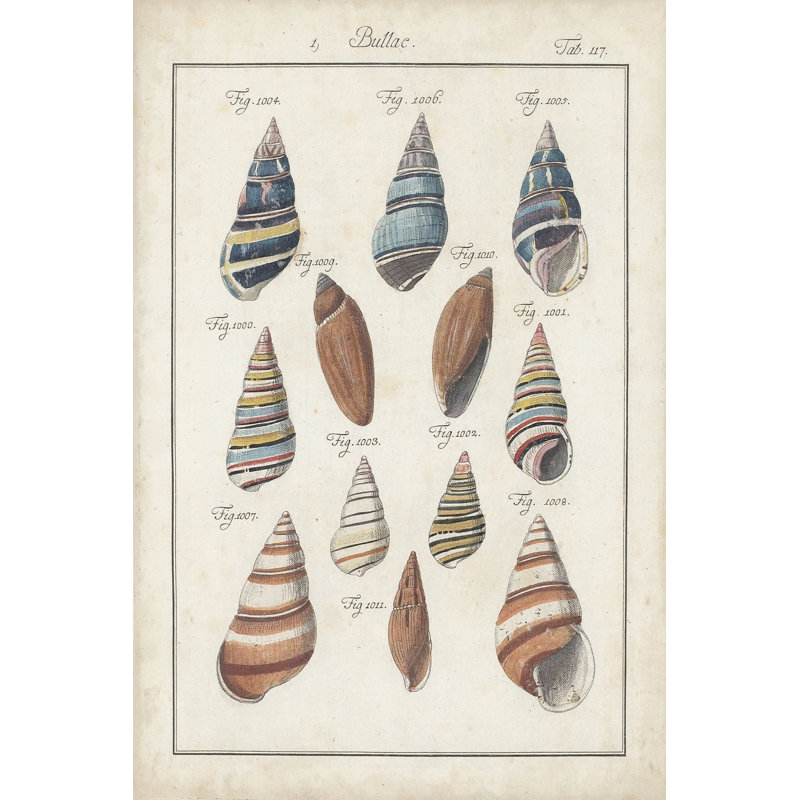 Antique Shell Pair I - Painting, Wrapped Canvas, 46cm H x 30cm W