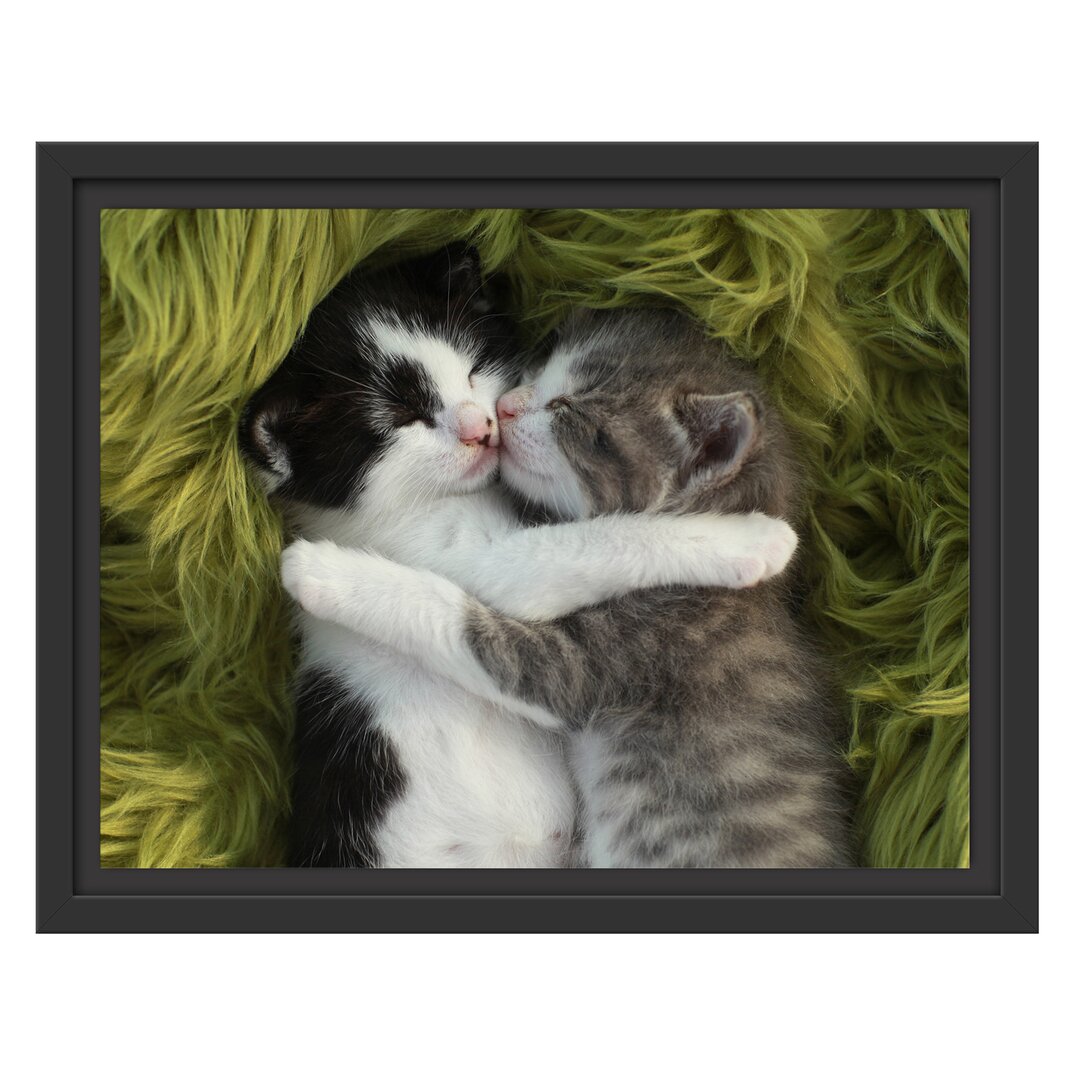 Gerahmtes Wandbild Two Cuddling Kittens