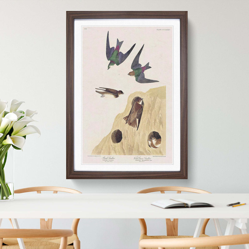 Swallow Birds by John James Audubon - Framed Print, 36cm H x 27cm W x 2cm D, Walnut Framed