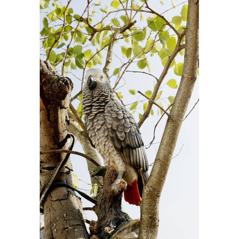 Grey Gabon Parrot on Stump Resin Indoor/Outdoor Statue