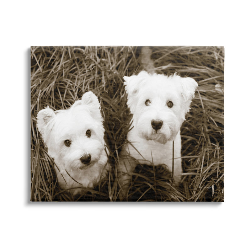 «White Terrier Puppies» par Jim Dratfield - reproduction de photo sur toile tendue, H 24 po x l 30 po x P 1,5 po