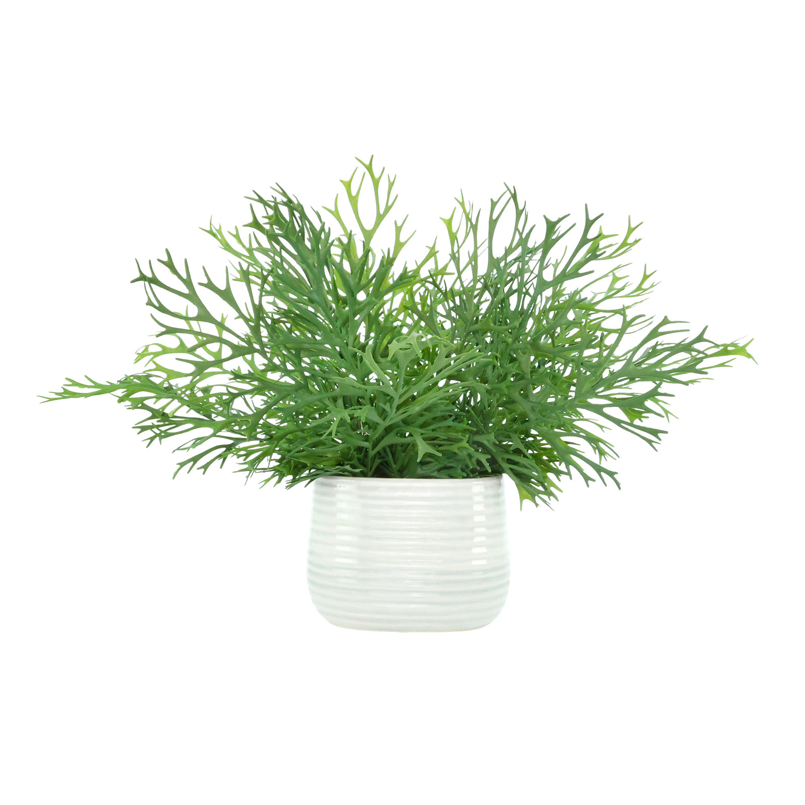 Staghorn Fern in Ceramic Vase