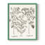 Sépia Besler Botanicals I, reproduction encadrée - bois massif-1279354899-1279354910