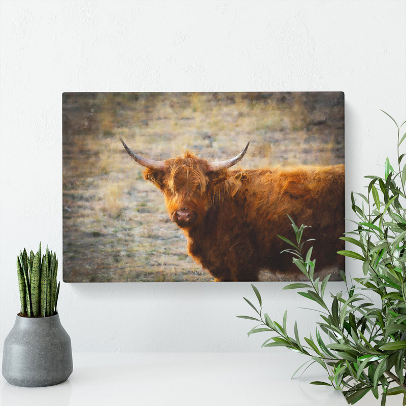Highland Bull Cow Vol.2 - Wrapped Canvas, 50cm H x 76cm W x 3cm D