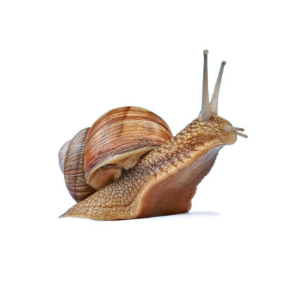 Snail Against White - Wrapped Canvas Print