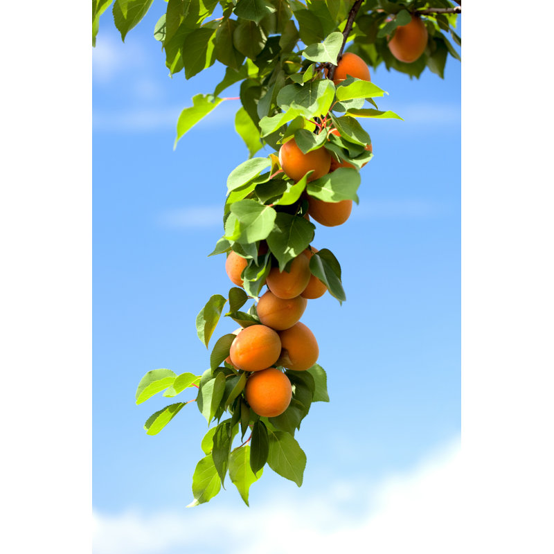 Oluna " Apricots Fruit ", 36" H x 24" W