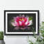 Pink Water Lily Flower Vol.3 - Picture Frame Graphic Art-62804092-62804093