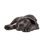 Cane Corso Puppy Dog - photographie sur toile tendue