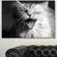 Yawning White Cat - reproduction de photo sur toile tendue-768041963