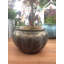 Maymie Fiberglass Planter