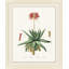Blooming Cacti 1 Print by Nathan Turner