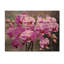 Orchidées roses, oasis I - art sur bois de pin naturel-1693641457