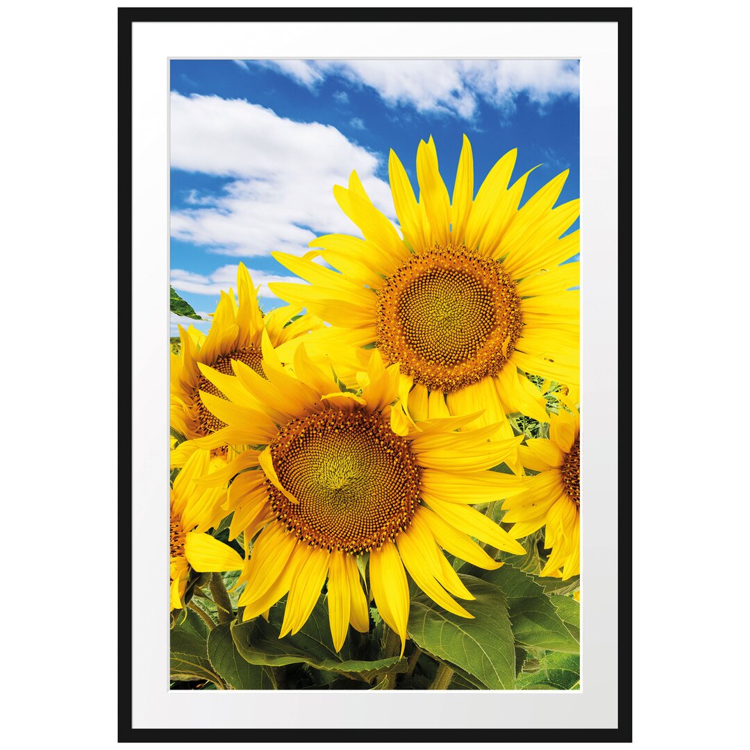 Gerahmtes Poster Sonnenblumenwiese unter Himmel